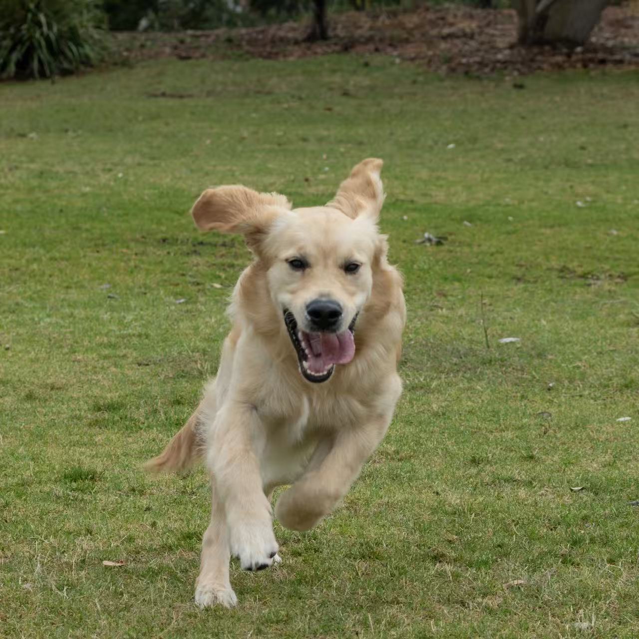 A parrot with colorful feathers.