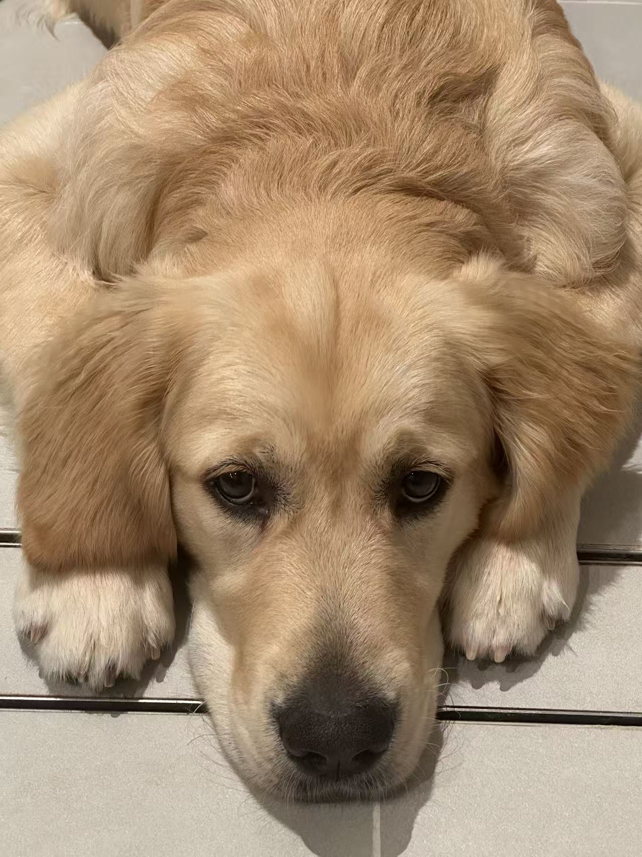 A rabbit nibbling on a carrot.
