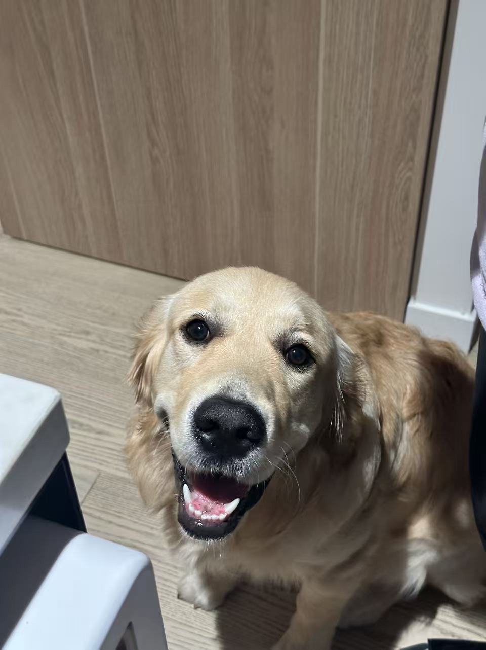 A horse standing in a misty field at sunrise.